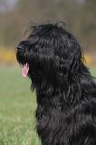BRIARD 250